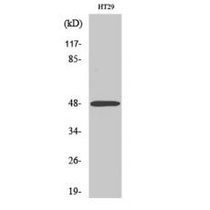 Anti-ABHD2 antibody
