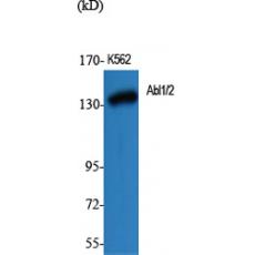 Anti-Abl1/2 antibody