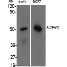 Anti-AChRα10 antibody