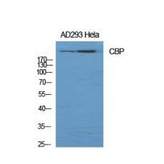 Anti-CBP antibody