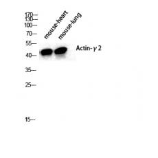 Anti-Actin α3 antibody