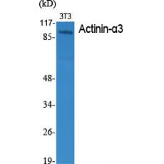 Anti-Actinin-α3 antibody