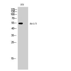 Anti-Akt1/3 antibody