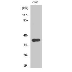 Anti-AMID antibody