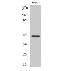 Anti-AKAP 79 antibody