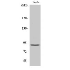 Anti-AKAP 149 antibody