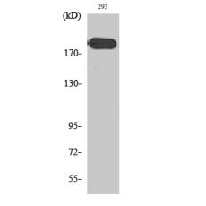 Anti-ABCA6 antibody