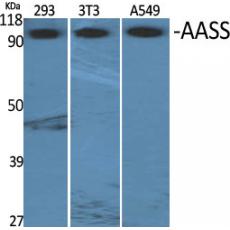 Anti-AASS antibody