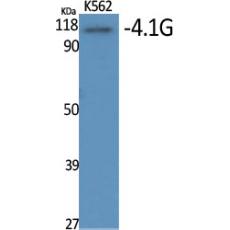 Anti-4.1G antibody