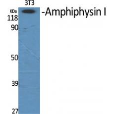 Anti-Amphiphysin I antibody