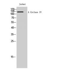 Anti-A Cyclase IV antibody
