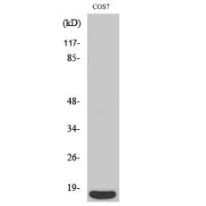 Anti-4E-BP1 antibody