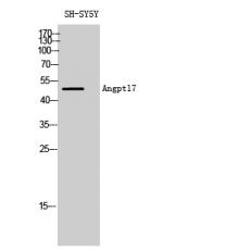 Anti-Angptl7 antibody
