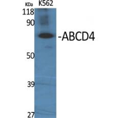 Anti-ABCD4 antibody
