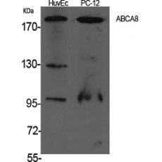 Anti-ABCA8 antibody