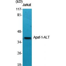 Anti-Apaf-1-ALT antibody