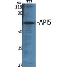 Anti-API5 antibody