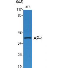 Anti-AP-1/Jun D antibody