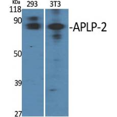 Anti-APLP-2 antibody