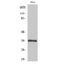 Anti-Cdk1/2/3 antibody