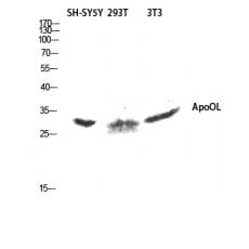 Anti-ApoOL antibody