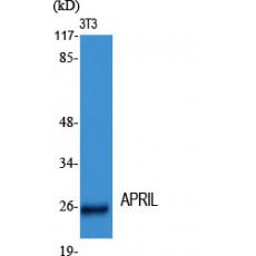 Anti-APRIL antibody