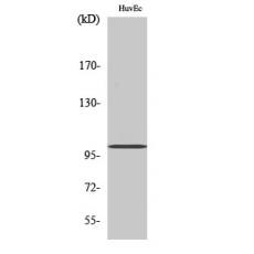 Anti-Centrobin antibody