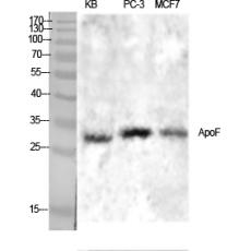 Anti-ApoF antibody