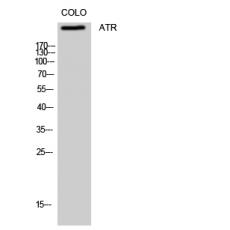 Anti-ATR antibody