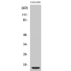 Anti-ATP5I antibody