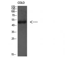 Anti-Atg4D antibody