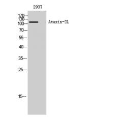 Anti-Ataxin-2L antibody