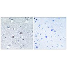 Anti-Arylsulfatase I antibody