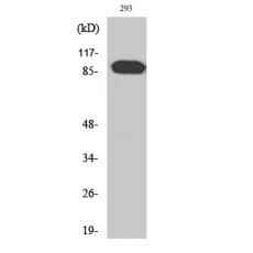 Anti-ARHGEF19 antibody