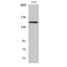 Anti-ARHGEF10 antibody
