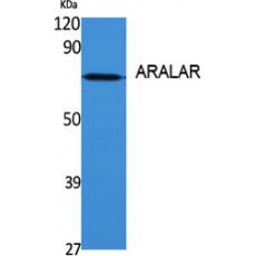 Anti-ARALAR antibody