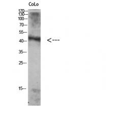 Anti-Atg4A antibody