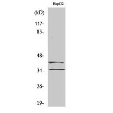 Anti-AurB/C antibody