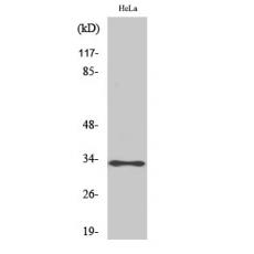 Anti-ATP5C1 antibody