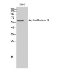 Anti-Arylsulfatase K antibody