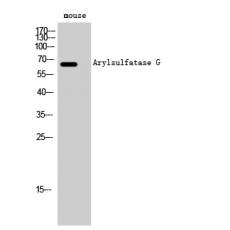 Anti-Arylsulfatase G antibody