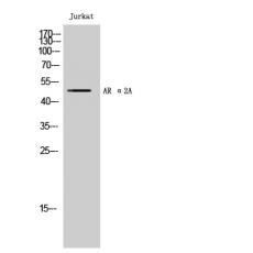 Anti-AR α2A antibody