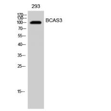 Anti-BCAS3 antibody