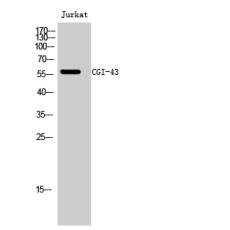 Anti-CGI-43 antibody