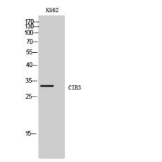 Anti-CIB3 antibody