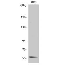 Anti-CLK4 antibody