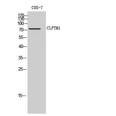 Anti-CLPTM1 antibody