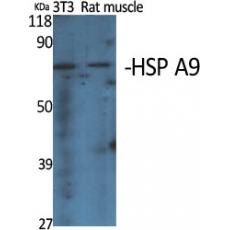 Anti-HSP A9 antibody