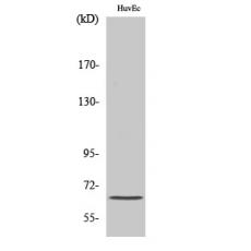 Anti-Frizzled-9 antibody