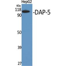 Anti-DAP-5 antibody